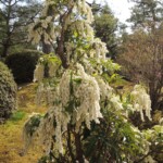 Koko-en - Park der Burg Koko-en - Park der Burg