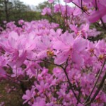 Koko-en - Park der Burg Koko-en - Park der Burg