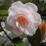 Koko-en - Park der Burg Koko-en - Park der Burg