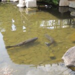 Koko-en - Park der Burg Koko-en - Park der Burg