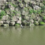 Wilde Schildkröten :) Wilde Schildkröten :)