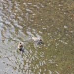 Mandarin-Ente Mandarin-Ente