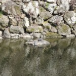 Mehr Schildkröten Mehr Schildkröten