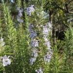 Blühender Rosmarin Blühender Rosmarin