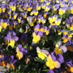 Botanischer Garten Himeji Botanischer Garten Himeji