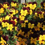 Botanischer Garten Himeji Botanischer Garten Himeji