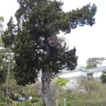 Eine alte Zeder in Odawara Eine alte Zeder in Odawara