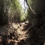 Wanderweg zum Kintoki Wanderweg zum Kintoki