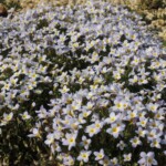 Steinbrech im botanischen Garten Steinbrech im botanischen Garten