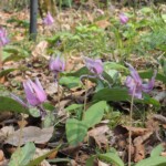 Im botanischen Garten der Feuchtgebiete Im botanischen Garten der Feuchtgebiete