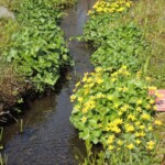 Im botanischen Garten der Feuchtgebiete Im botanischen Garten der Feuchtgebiete