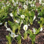 Im botanischen Garten der Feuchtgebiete Im botanischen Garten der Feuchtgebiete