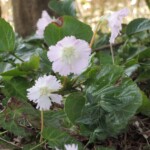 Im botanischen Garten der Feuchtgebiete Im botanischen Garten der Feuchtgebiete