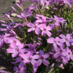 Im botanischen Garten Im botanischen Garten