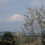 Mt. Fuji mit Kirschblüte Mt. Fuji mit Kirschblüte