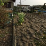 Riesen-Wasabi Riesen-Wasabi