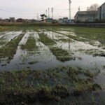 Reisfeld :) Reisfeld :)