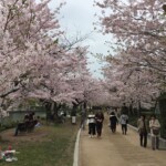 Sakura in Hiroshima Sakura in Hiroshima