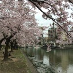 Sakura in Hiroshima Sakura in Hiroshima