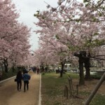 Sakura in Hiroshima Sakura in Hiroshima