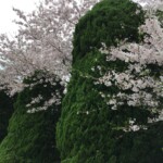 Sakura in Hiroshima Sakura in Hiroshima