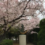 Sakura in Hiroshima Sakura in Hiroshima