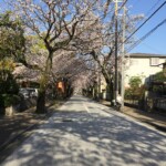 Kirschblütenallee ;) Kirschblütenallee ;)