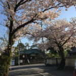 Kirschen in der Abendsonne Kirschen in der Abendsonne