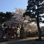 Kirschen in der Abendsonne Kirschen in der Abendsonne