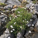 Kriechendes Gipskraut