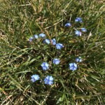 Alpen Vergissmeinnicht