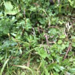 Lebend gebärendes Alpenrispengras (heißt so :D )