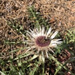 Silberdiestel mit Hummel