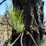 Die verbrannte Pinie schlägt aus