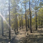 Pinienwald bei Vilaflor