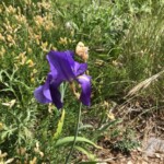 Eine Lilie Eine Lilie