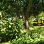 Engelstrompete und Lilien Engelstrompete und Lilien