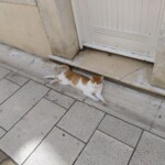 Auch der Kate war warm... Auch der Kate war warm...