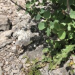 Adriatische Mauereidechse Adriatische Mauereidechse