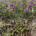 Erica und Torfmoos Erica und Torfmoos