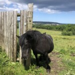 Kuschelkurs mit Tieren Kuschelkurs mit Tieren