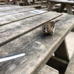 Phöglchen Phöglchen