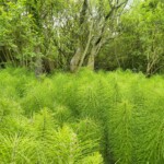 Ein wenig Schachtelhalm Ein wenig Schachtelhalm