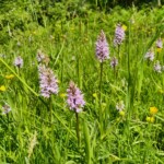 Knabenkraut Knabenkraut