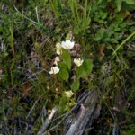 Sumpf-Herzblatt Sumpf-Herzblatt