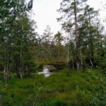Wald bei Notodden Wald bei Notodden