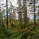 Wald bei Notodden Wald bei Notodden