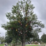 Phoglhausbaum in Sandefjord Phoglhausbaum in Sandefjord