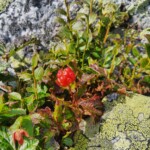 Moltebeere Moltebeere