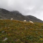 Sauer am Bessvatnet Sauer am Bessvatnet